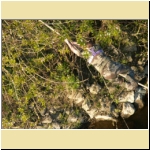 p_TRANSAV-027.JPG